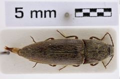 Foto (Dorsalansicht) von Melanotus mendiculus (Candéze, 1897) (NHMW-ZOO-COL-0007741)